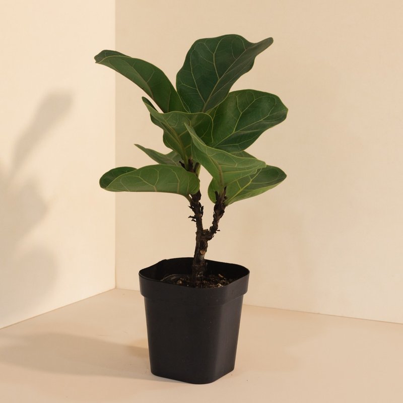 Fiddle 琴叶榕_室内植栽 - 植栽/盆栽 - 植物．花 