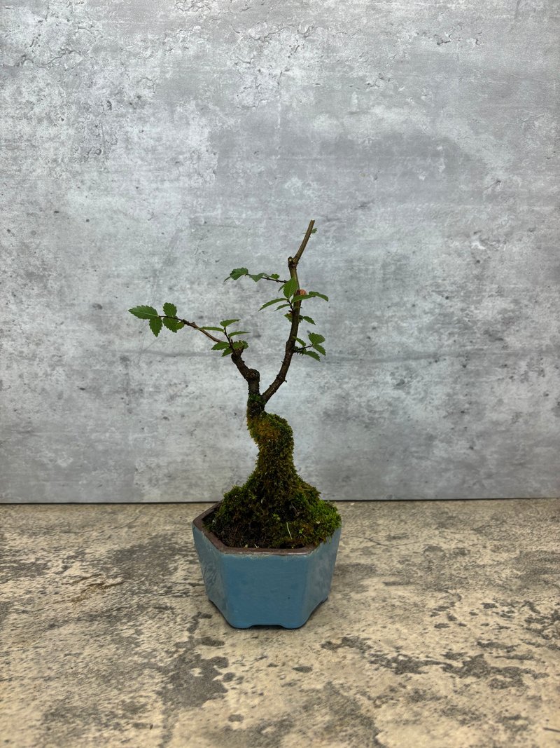 台湾榉木实生 - 冰裂盆景 - 植栽/盆栽 - 植物．花 