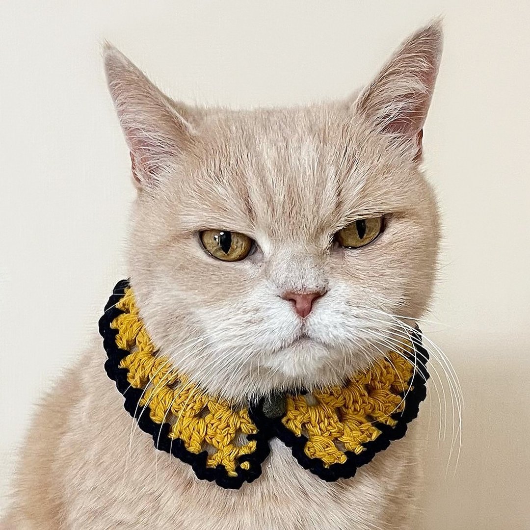 猫咪蕾丝围脖 芥末色与海军蓝 羊毛编织 - 项圈/牵绳 - 羊毛 