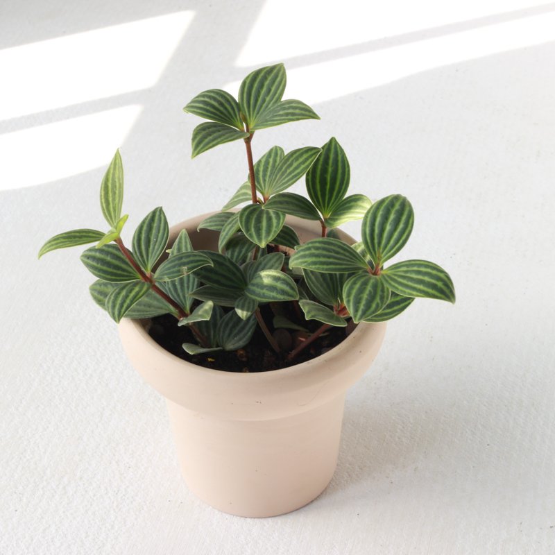 植栽 盆栽 l 多叶兰 (白脉椒草) 冰淇淋杯盆器  叶片最美 强散光 - 植栽/盆栽 - 陶 
