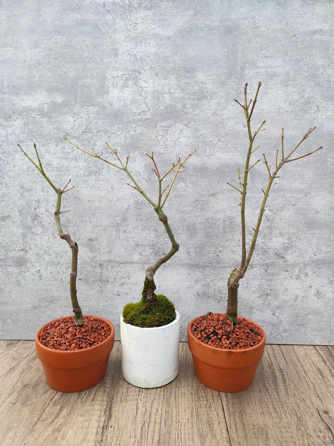 小品盆栽青枫 - 植栽/盆栽 - 植物．花 
