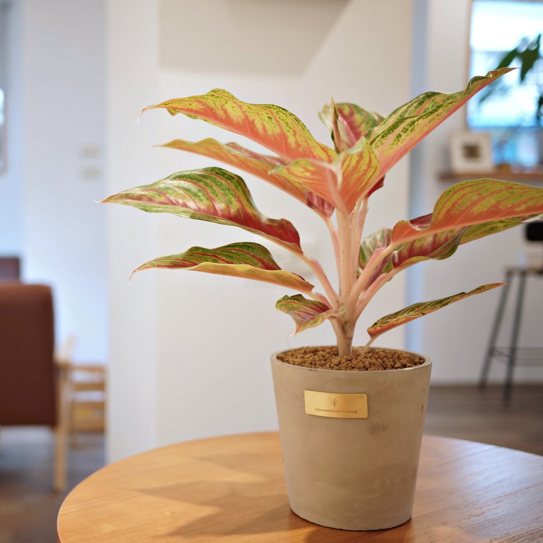 开幕贺礼、新居落成│中型观叶植栽│火狐狸粗肋草 - 植栽/盆栽 - 植物．花 
