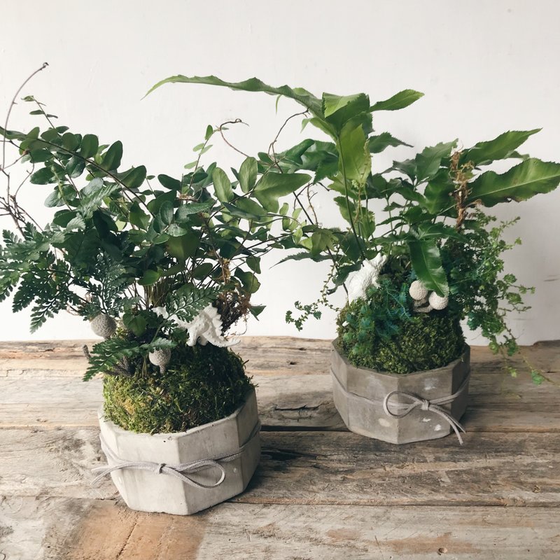 水泥底座蕨类苔球植栽 - 植栽/盆栽 - 植物．花 绿色