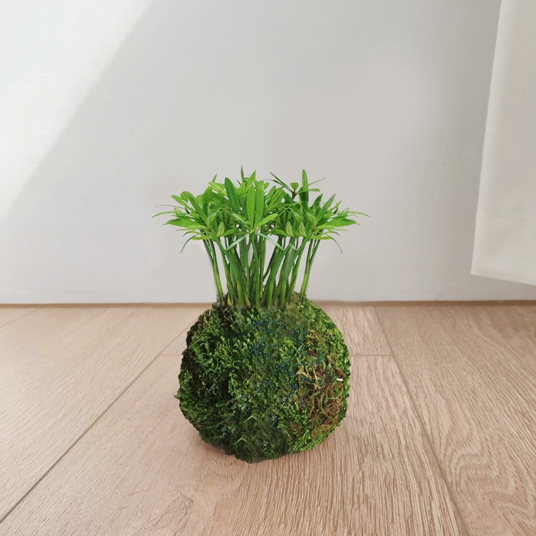 植物 罗汉松 苔球 - 植栽/盆栽 - 其他材质 绿色