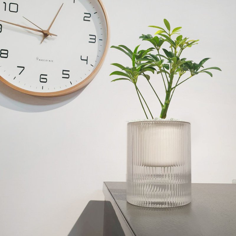 植栽 室内盆栽 鹅掌藤 懒人盆栽 无印风 - 植栽/盆栽 - 塑料 绿色