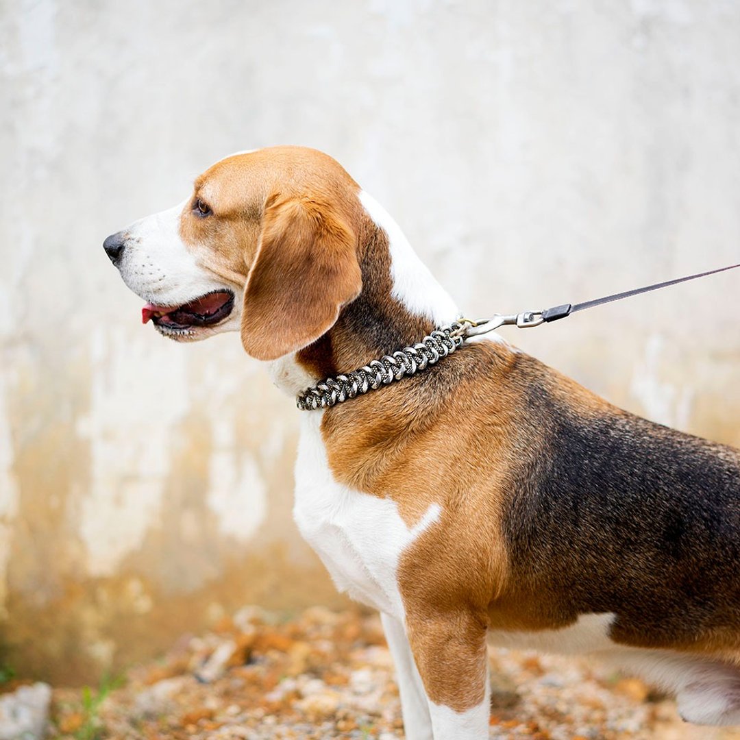 中大型犬项圈可牵引伞绳编织 - 项圈/牵绳 - 棉 