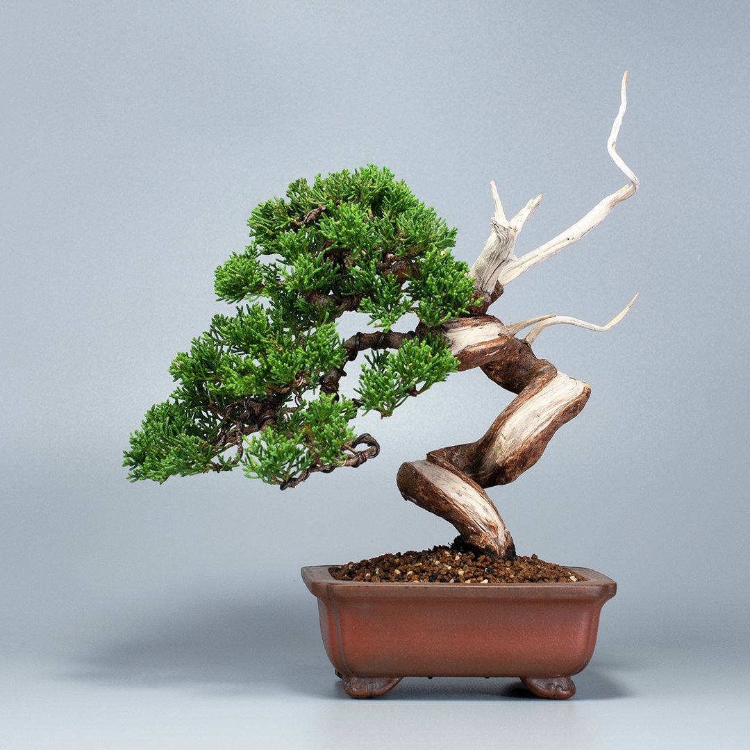 【空间摆设】系鱼川真柏 精致盆景 送礼盆景 - 植栽/盆栽 - 植物．花 
