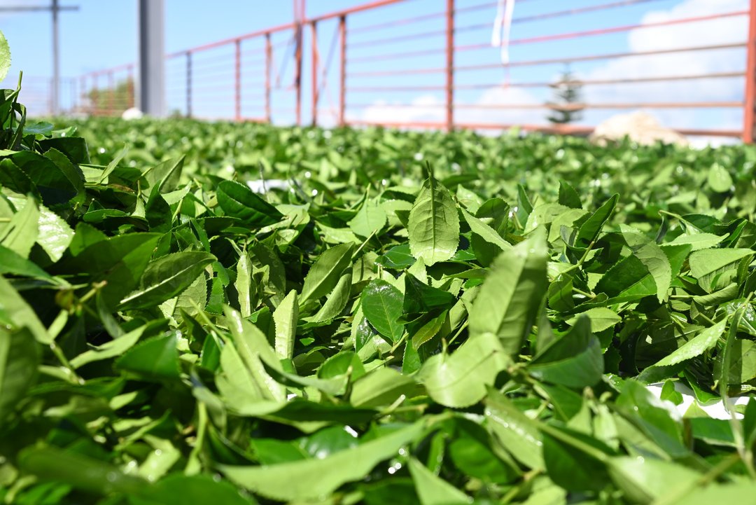 台湾阿里山 麻油块区 乌龙春茶叶 (附精美环保提袋) - 茶 - 其他材质 绿色