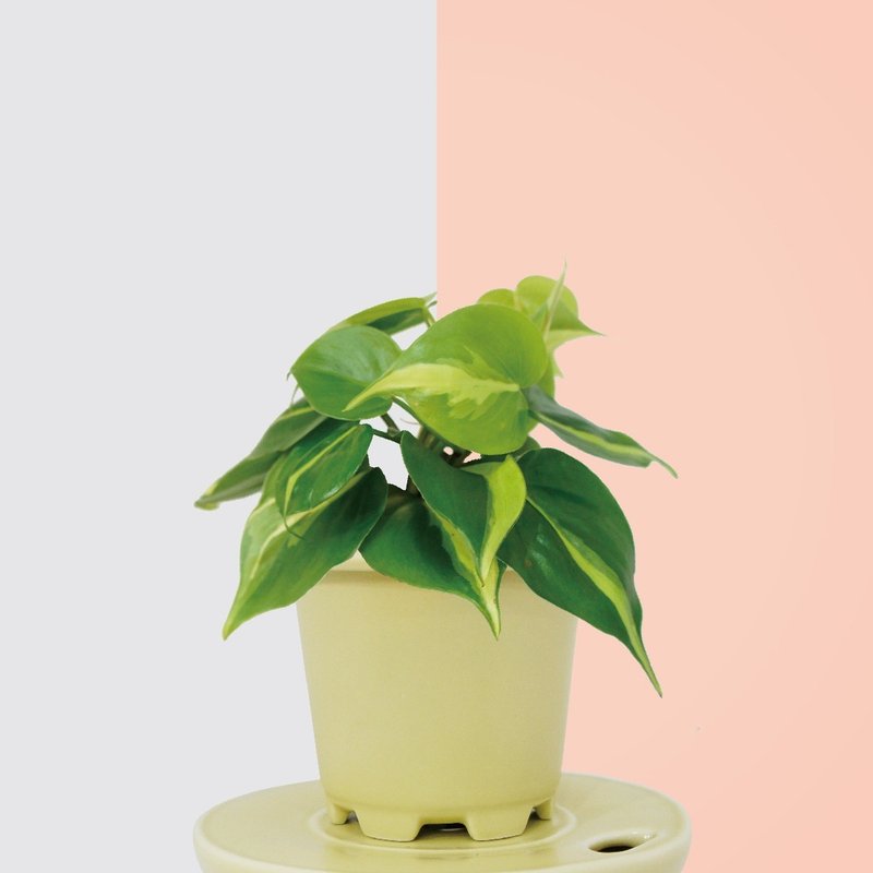│ 窑瓷系列 │ 斑叶桃心蔓绿绒 - 空气净化 陶瓷 水耕盆栽 - 植栽/盆栽 - 植物．花 