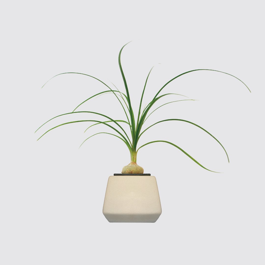 │ 方盆系列 │酒瓶兰 - 陶瓷盆器 水耕植物 室内盆栽 - 植栽/盆栽 - 植物．花 