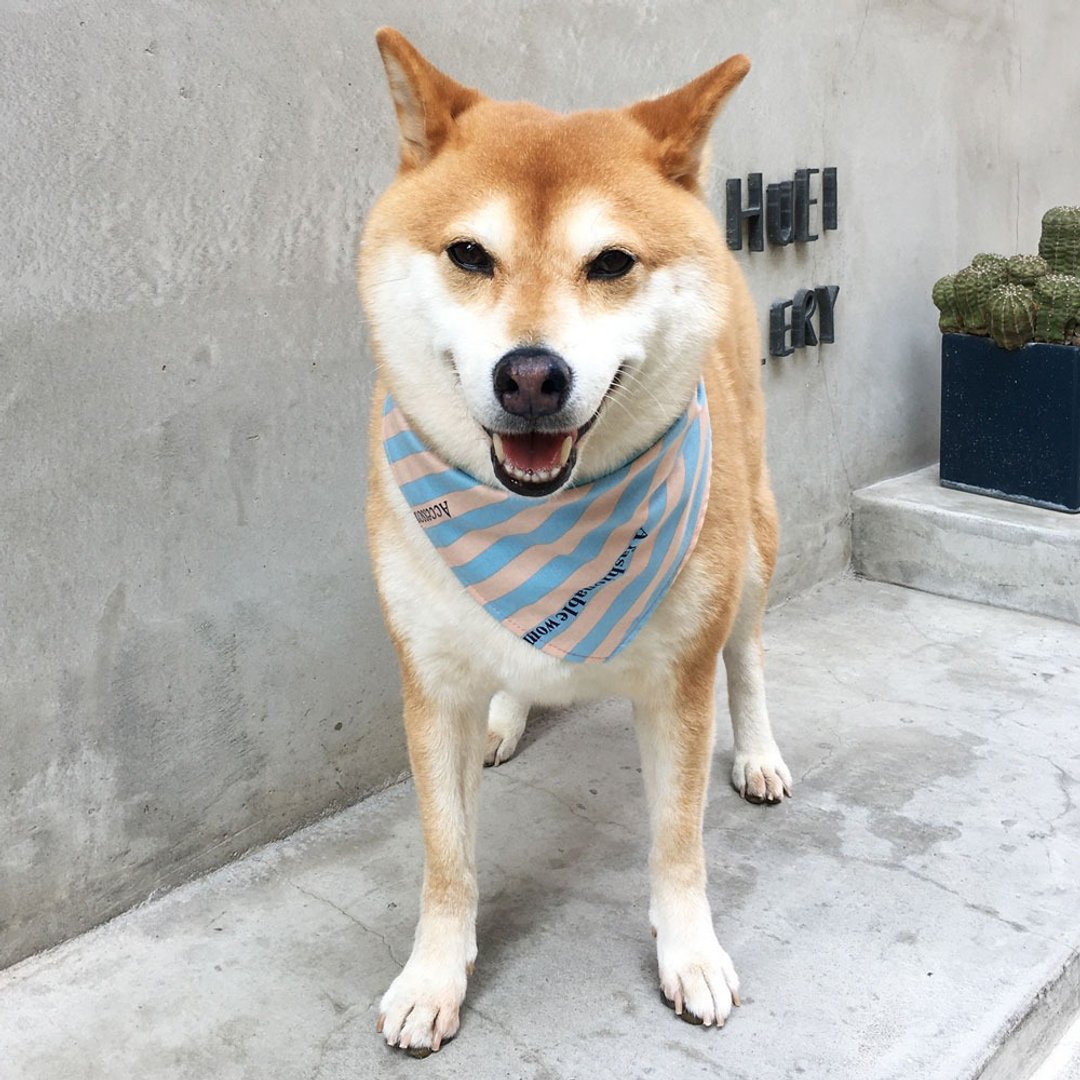 狗狗专属名领巾-定制化(中型犬)- 宝贝蓝 - 项圈/牵绳 - 棉 粉红色