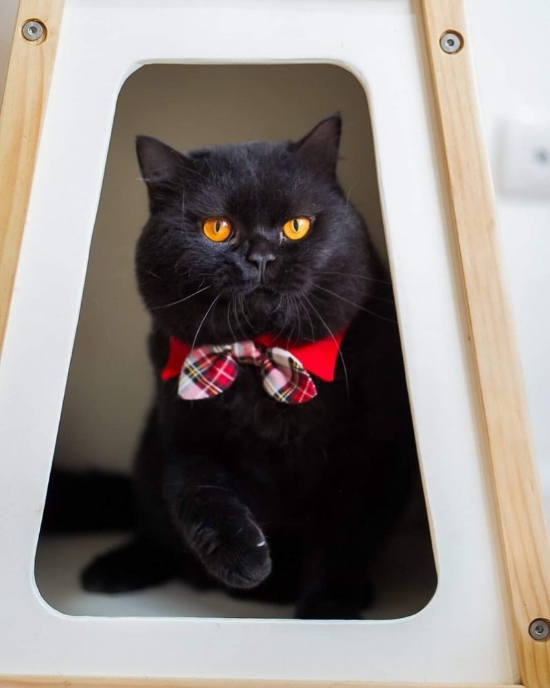 Ella Wang Design Barrymore collars 宠物 啾啾尖领 颈圈 - 项圈/牵绳 - 棉．麻 多色