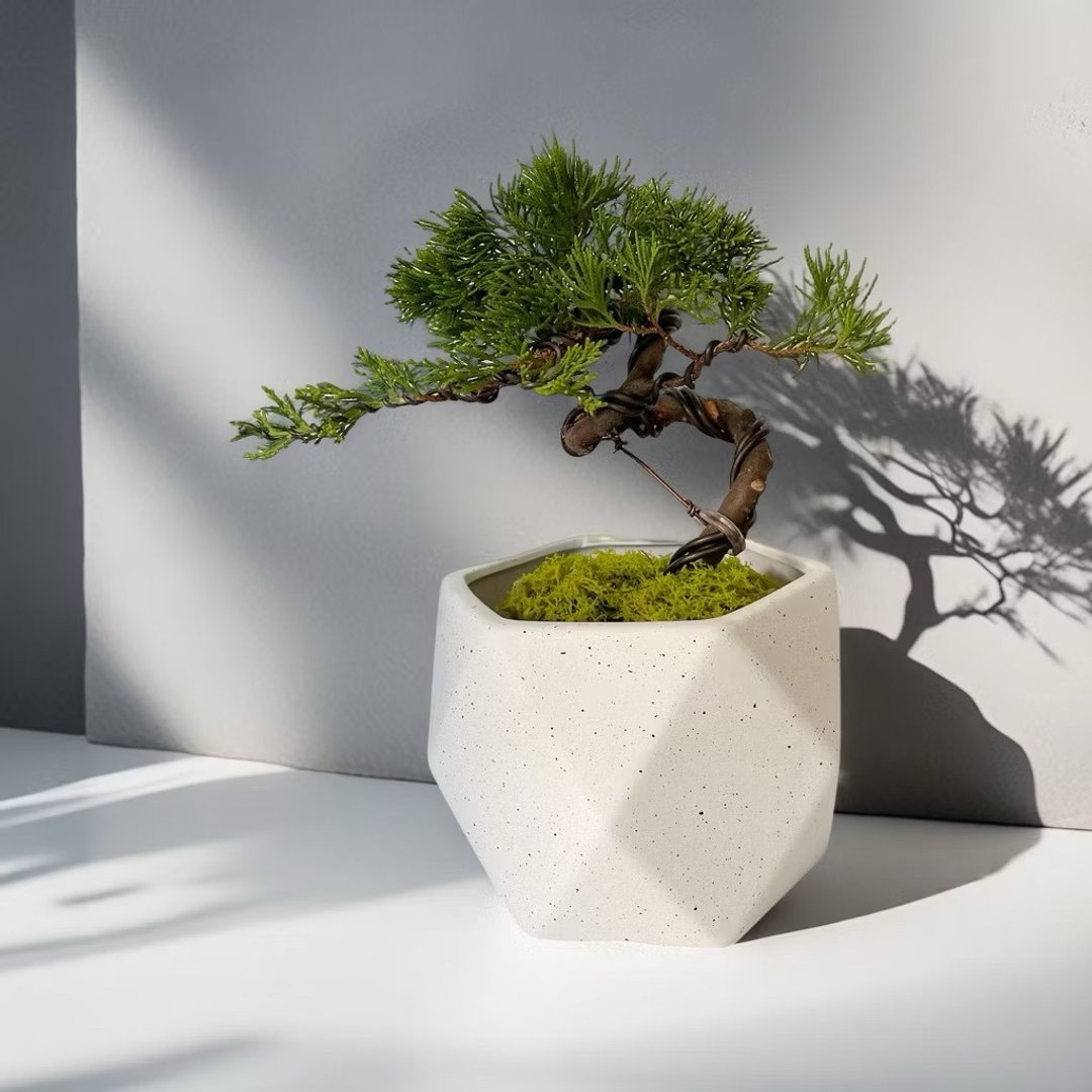 【禅风绿植】真柏造景盆栽 开幕新居乔迁升官送礼自用摆设 - 植栽/盆栽 - 陶 