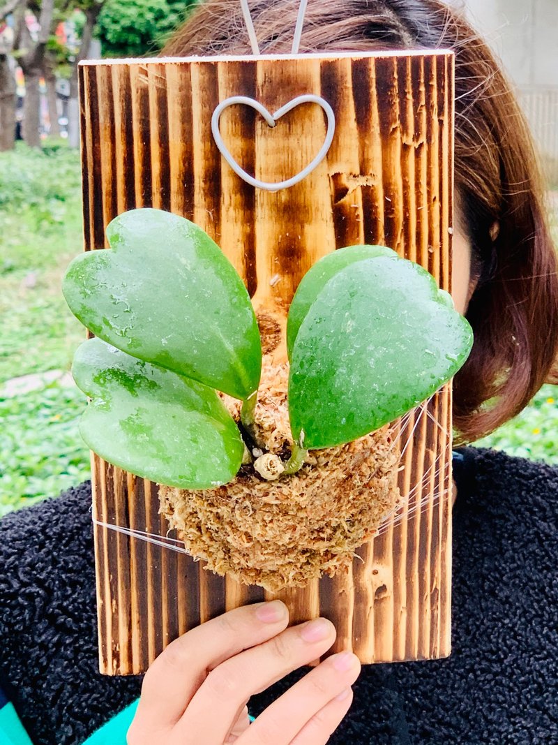 心型球兰上板疗愈植栽情人最佳礼物 - 植栽/盆栽 - 植物．花 绿色