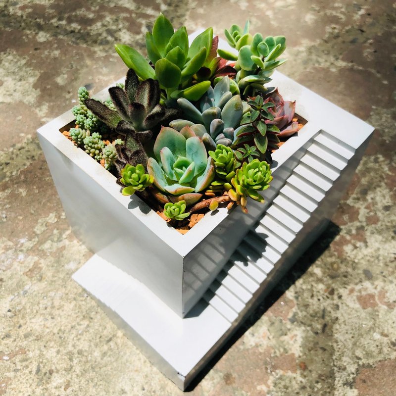 【送礼盆栽】多肉植物/纯手工方形楼梯造型水泥盆2色(白/灰) - 植栽/盆栽 - 水泥 