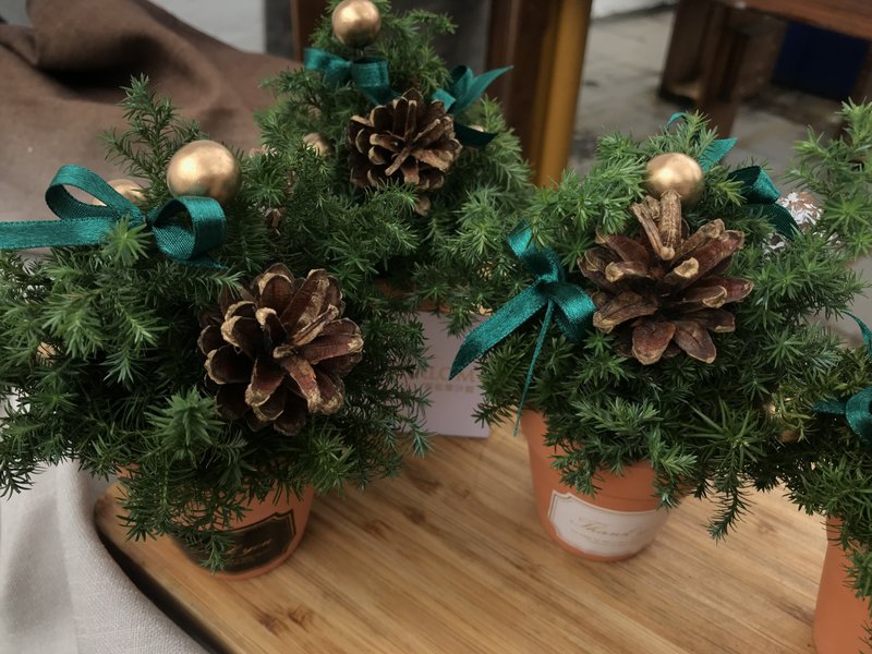 圣诞小树 - 植栽/盆栽 - 植物．花 绿色