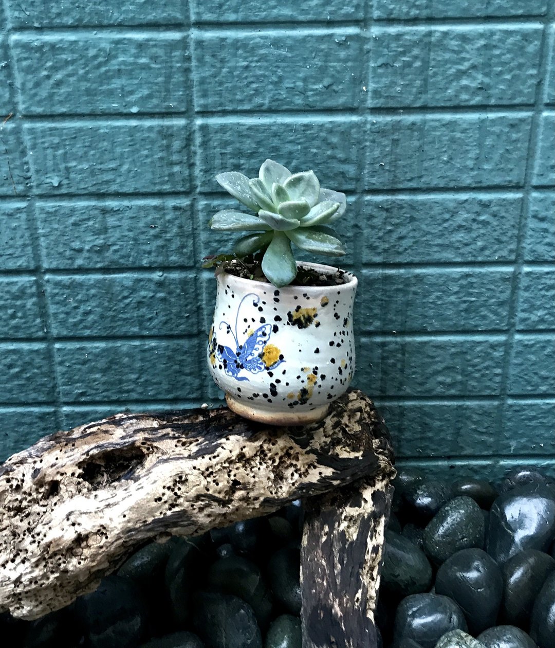 石莲花+手工黄红彩蝶陶花器 疗愈摆饰 盆栽 净化空气 植栽 毕业礼 - 植栽/盆栽 - 陶 多色