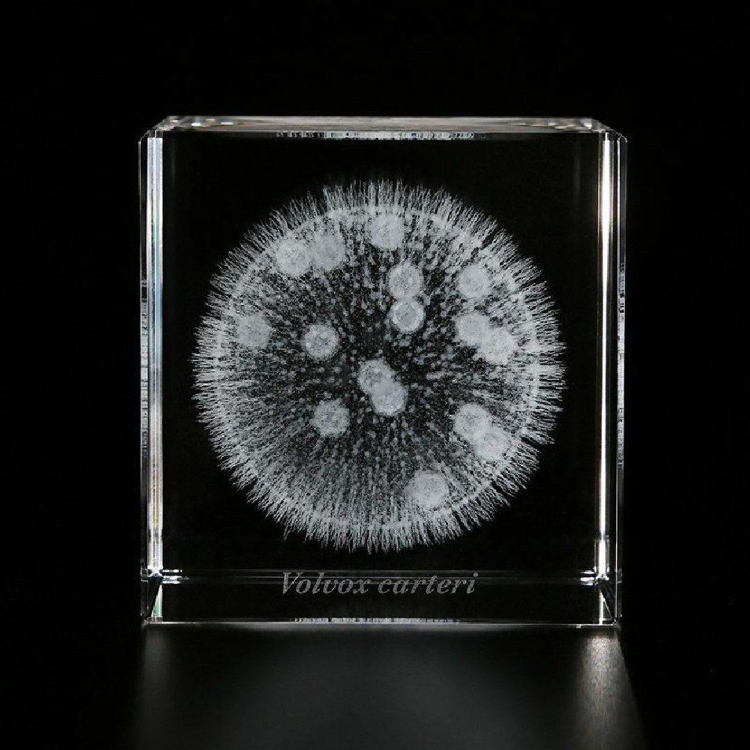 Sola cube Micro雷射雕刻微生物立方块 团藻 - 摆饰 - 其他材质 透明