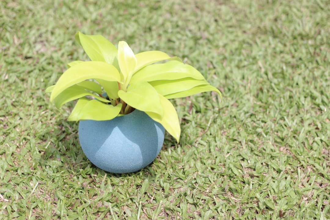 水培植栽│阳光蔓绿绒_室内植物 办公室盆栽  观叶植物 水耕植物 - 植栽/盆栽 - 陶 