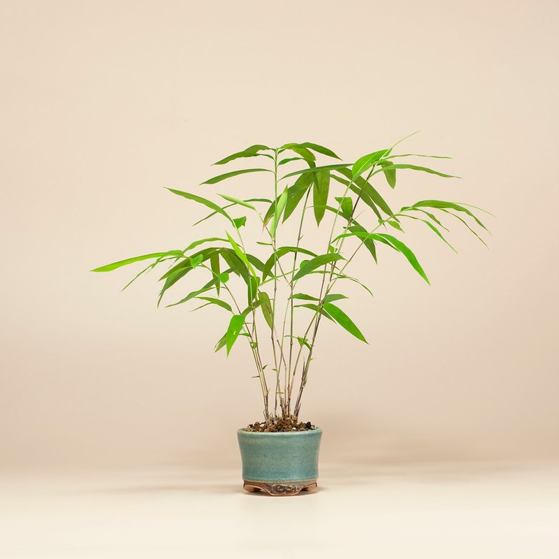 台湾特有种 小品盆景 风水植物 盆栽推荐 - 植栽/盆栽 - 植物．花 