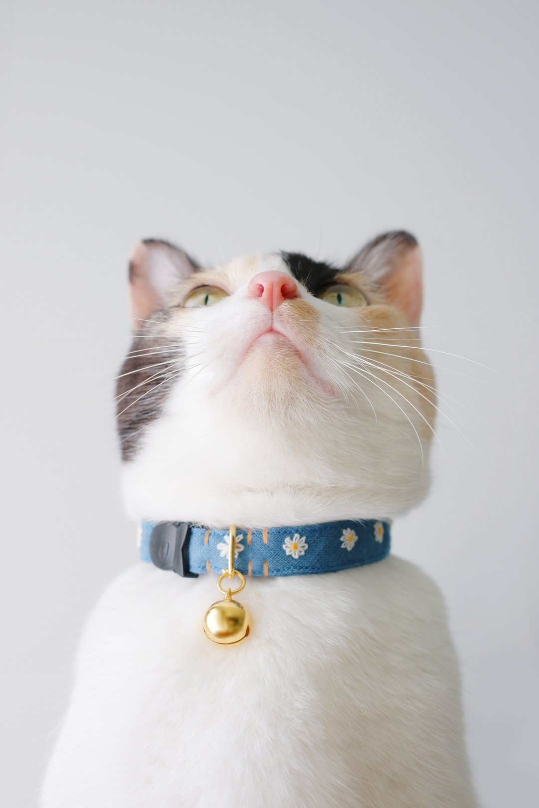 : MINI DAISIES : Spruce blue - Handmade embroidered flower breakaway cat collar - 项圈/牵绳 - 棉 蓝色