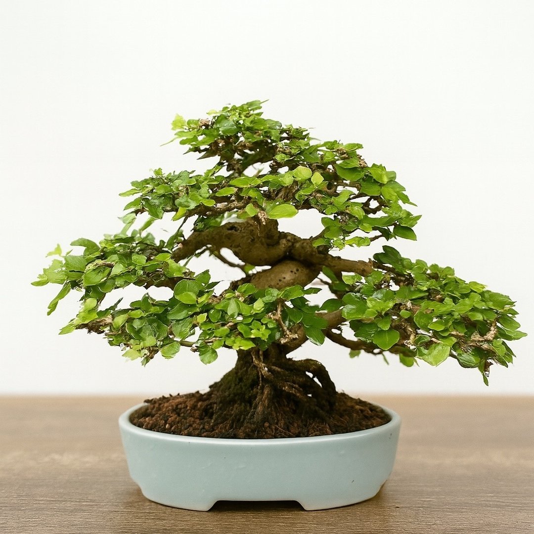 小品盆栽・齿叶寿娘子 - 植栽/盆栽 - 植物．花 