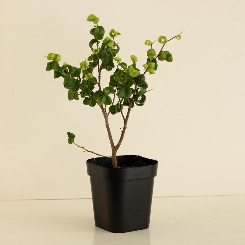 Barok 卷叶榕 - 植栽/盆栽 - 植物．花 