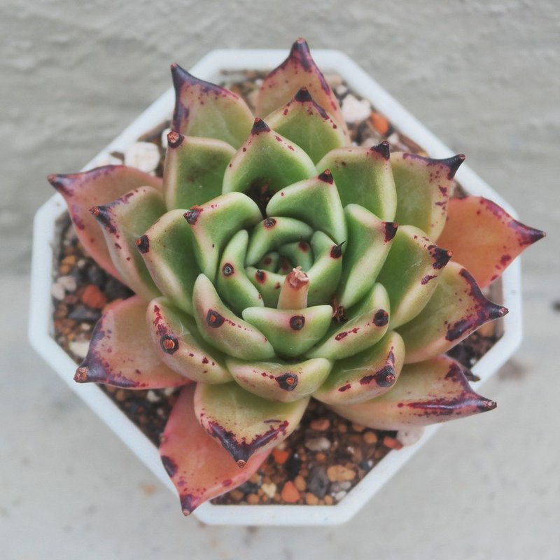 【豆豆多肉】【艾苦酒】乔迁│送礼│升迁│多肉植物 - 植栽/盆栽 - 植物．花 