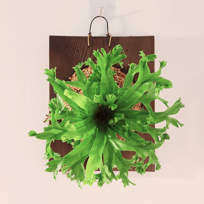 质感生日礼 鹿角蕨 鹿角山苏 上板 壁挂 - 植栽/盆栽 - 植物．花 绿色