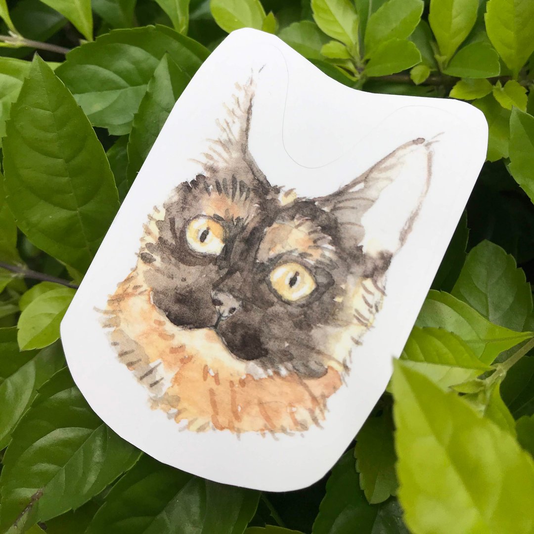 玳瑁猫 帕怕 猫 贴纸 - 贴纸 - 纸 咖啡色