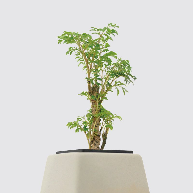 │ 方盆系列 │密叶福禄桐 - 无土 水耕盆栽 风水招财 升迁送礼 - 植栽/盆栽 - 植物．花 