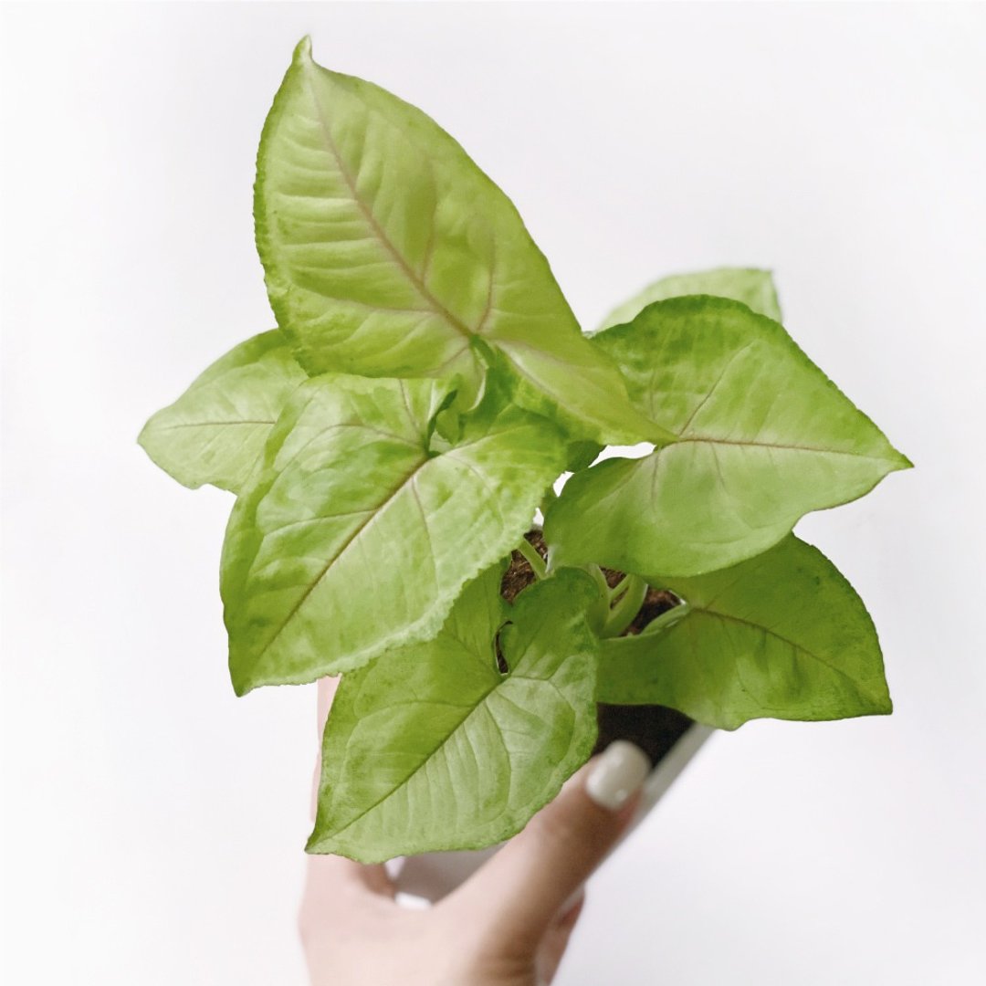 (预购) 白灰渐层系列 | 金玉合果芋 六边形双色水泥观叶植栽 - 植栽/盆栽 - 植物．花 灰色