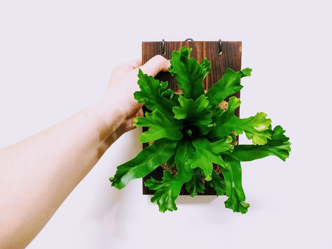 鹿角山苏苔球│板植│室内植物│窗边植物│观叶植物 - 植栽/盆栽 - 植物．花 绿色