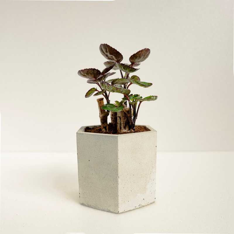 虹玉福禄桐 │泥作系列│福所栽 - 植栽/盆栽 - 水泥 绿色