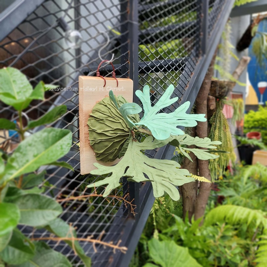 植态写真-亚猴鹿角蕨壁挂 - 摆饰 - 棉 绿色