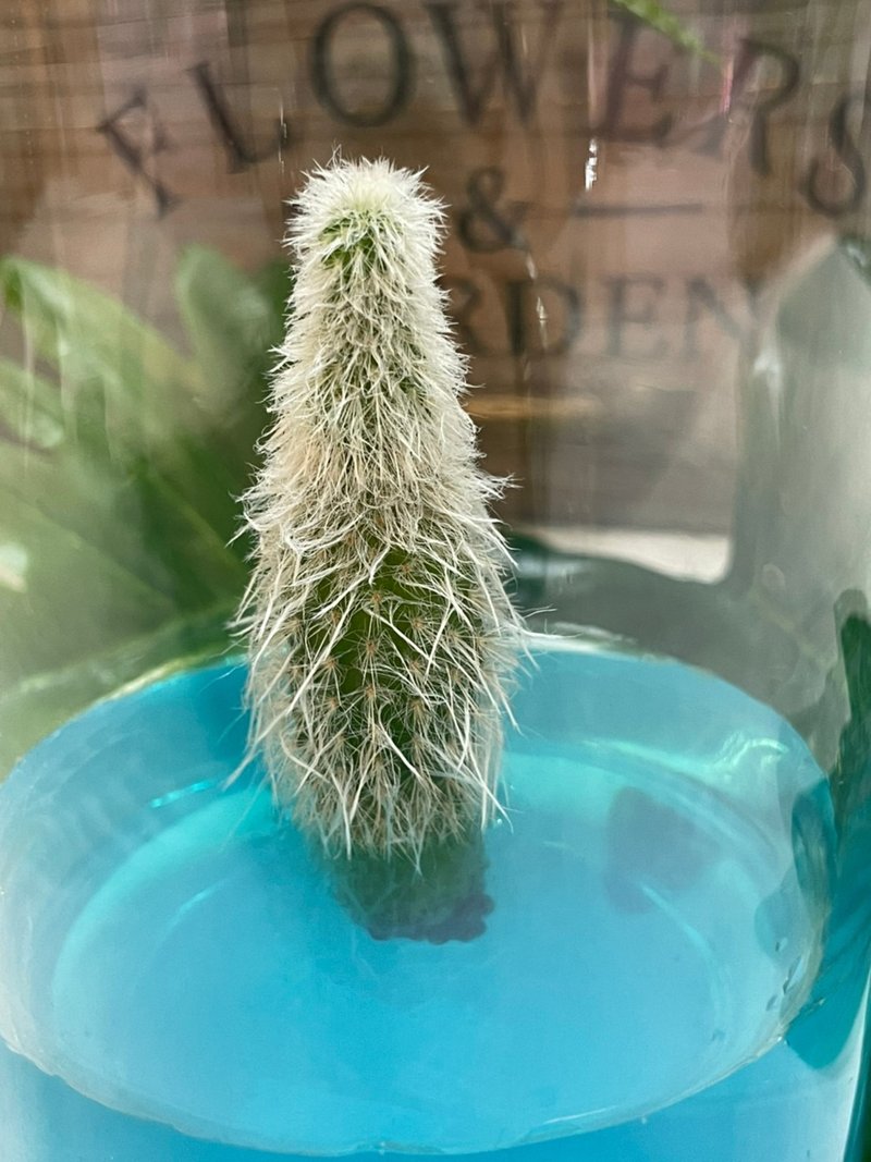 多肉植物 白宫殿 自然风4号瓶 懒人盆栽 室内植物 办公室疗愈小物 - 植栽/盆栽 - 玻璃 多色