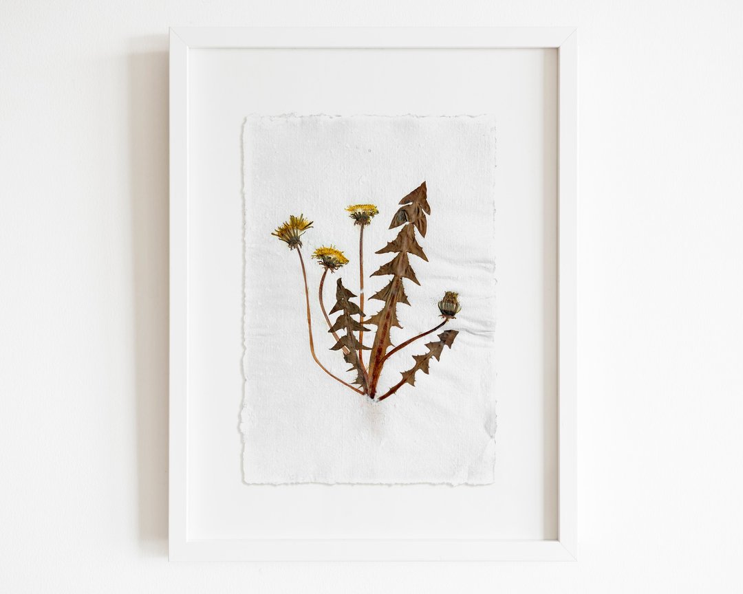 Herbarium III 黄色蒲公英压花与植物原创植物艺术 - 海报/装饰画/版画 - 纸 咖啡色