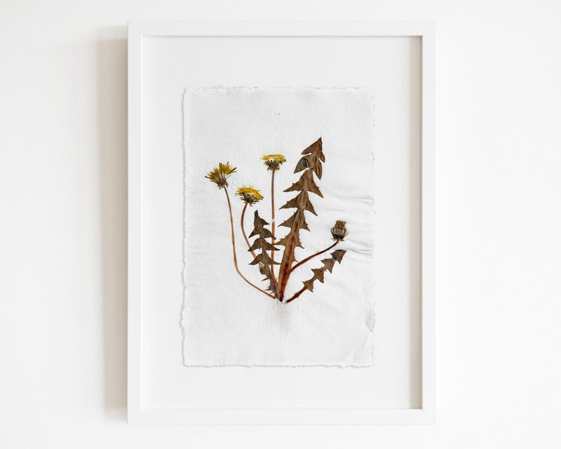 Herbarium III 黄色蒲公英压花与植物原创植物艺术 - 海报/装饰画/版画 - 纸 咖啡色