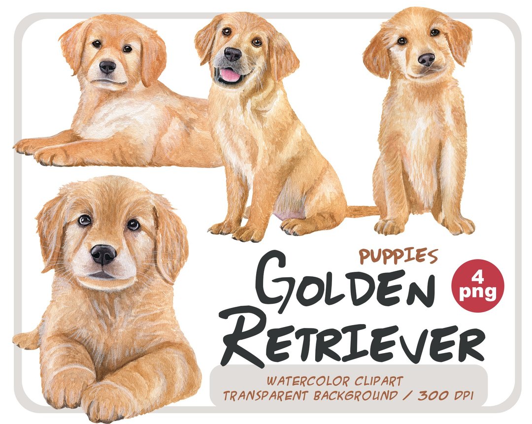 Watercolor Golden Retriever puppies clipart-Labrador png - 插画/绘画/写字 - 其他材质 橘色