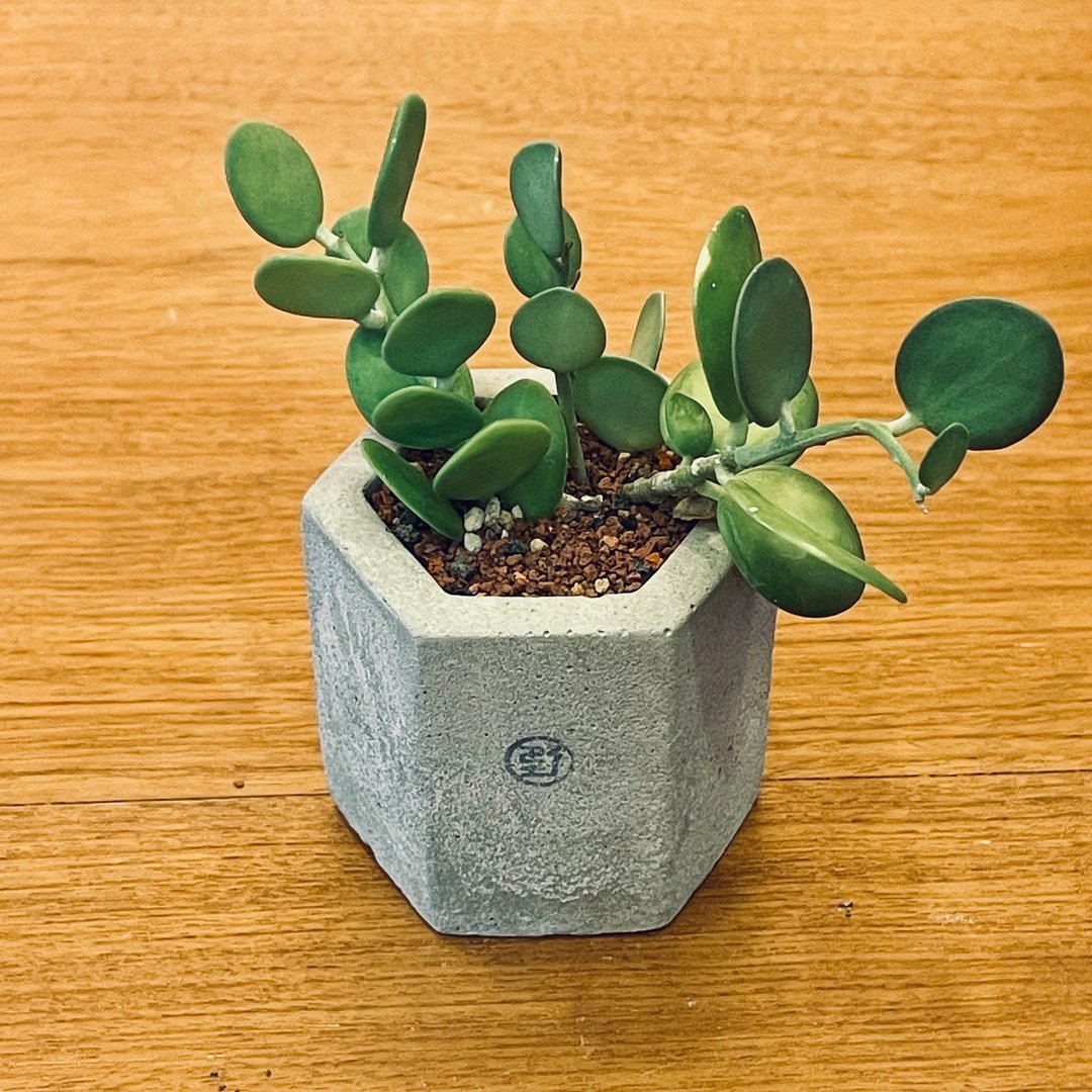【野草不野-限时贩售】碧雷鼓 / 中六边盆 - 植栽/盆栽 - 植物．花 绿色