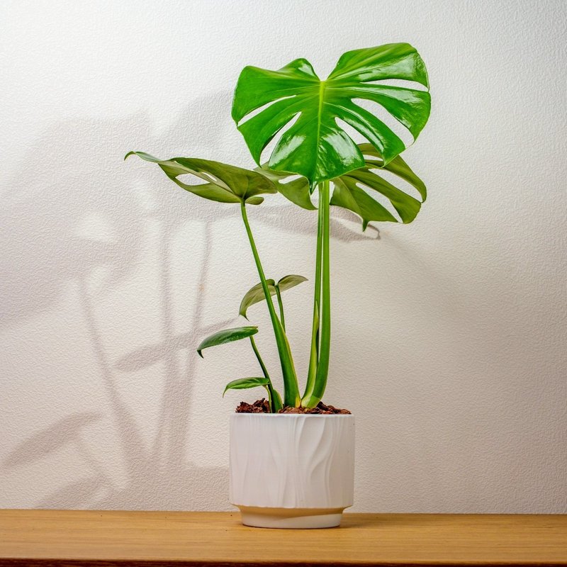 龟背芋 桌上型盆栽推荐 送礼 开幕 乔迁 礼物 - 植栽/盆栽 - 陶 白色