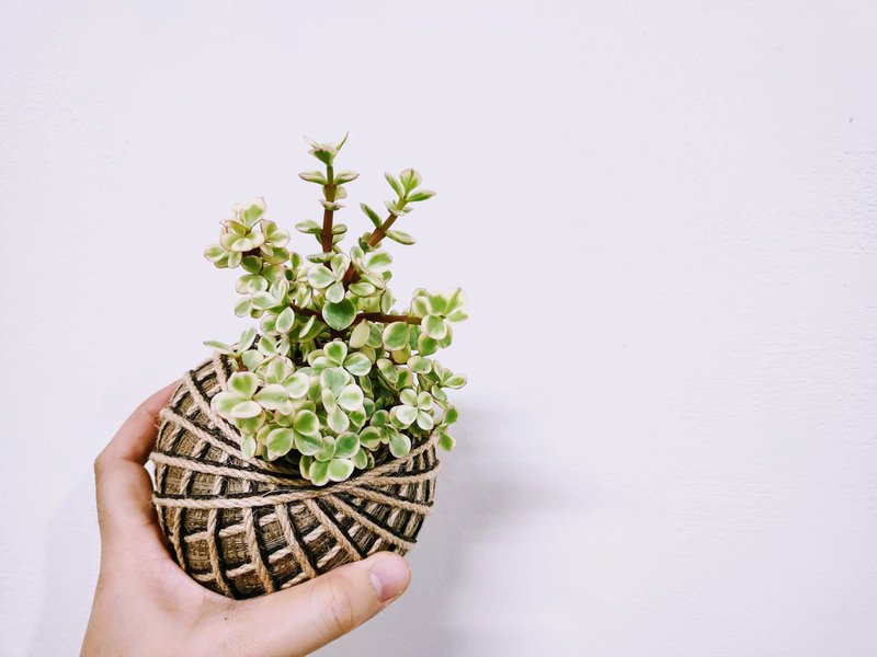 雅乐之舞苔球│板植│阳台植物│喜光植物│多肉植物│观叶植物 - 植栽/盆栽 - 植物．花 黄色