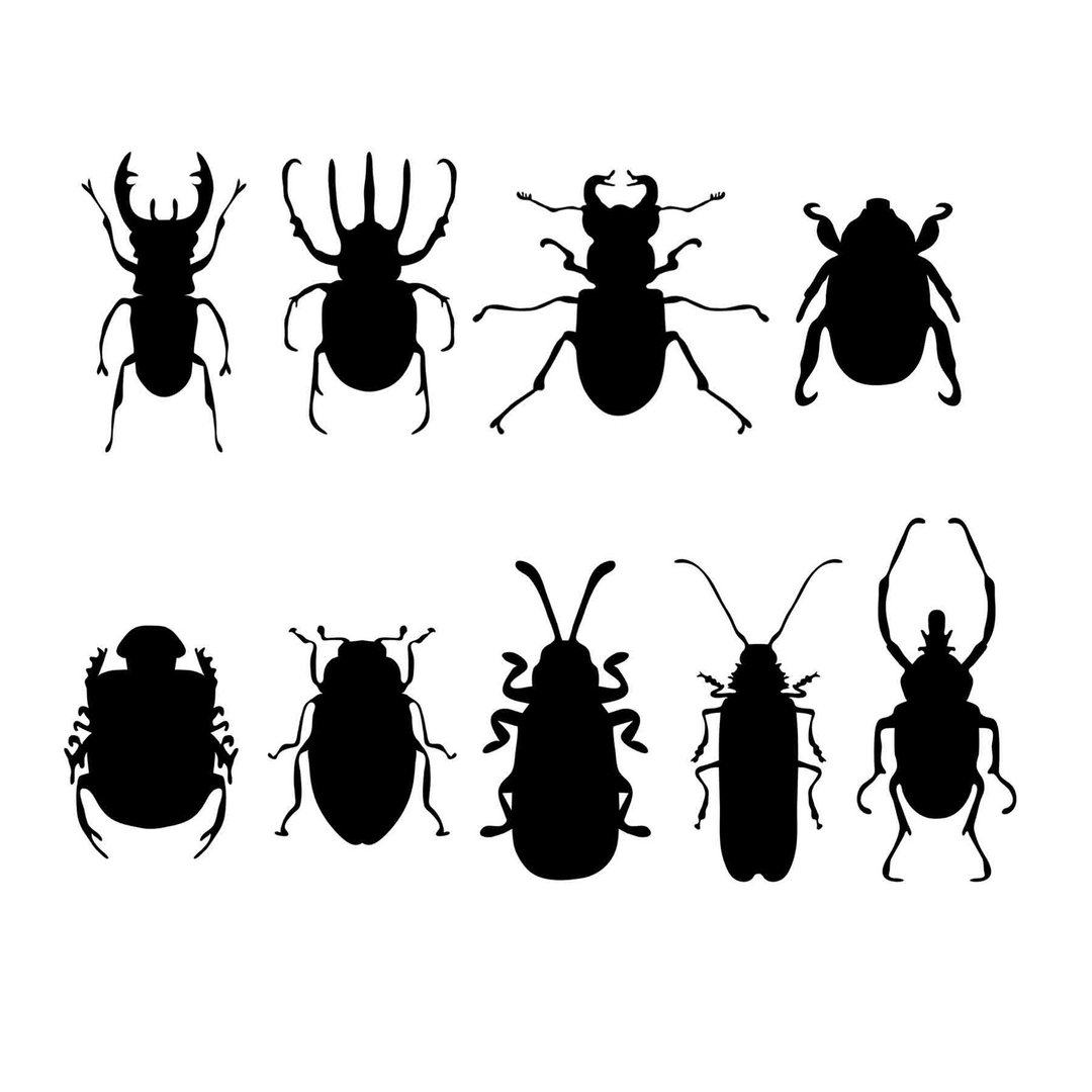 Bug svg, beetle svg, bugs svg, beetles svg, bug pdf, beetle pdf, bug template - 图文模板设计 - 其他材质 