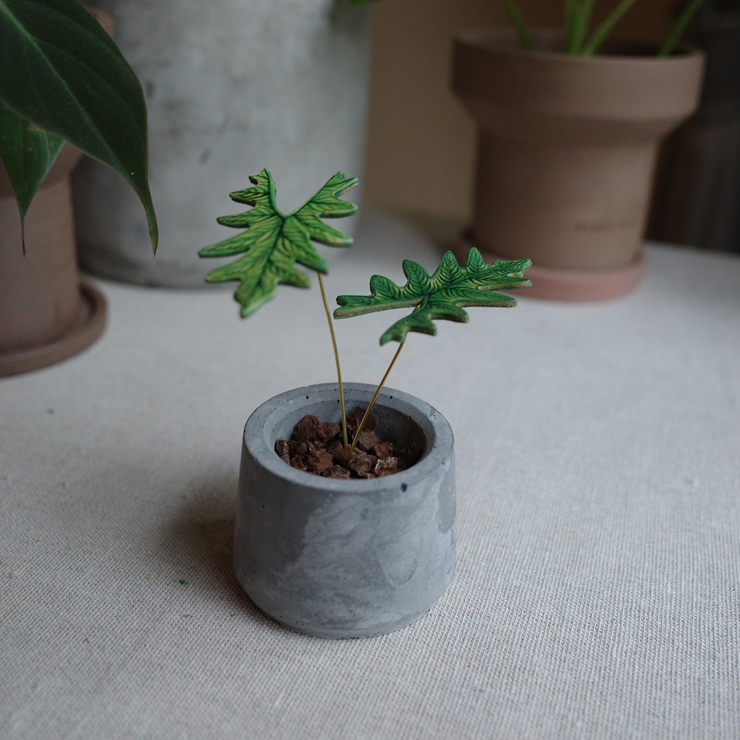 杰克林观音莲观叶皮革盆栽 - 植栽/盆栽 - 真皮 绿色