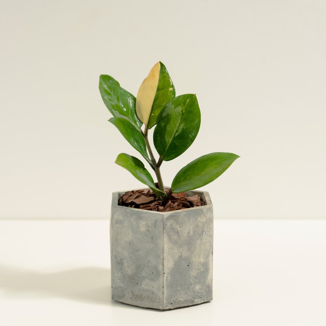 斑叶美铁芋│泥作系列│福所栽 - 植栽/盆栽 - 水泥 绿色