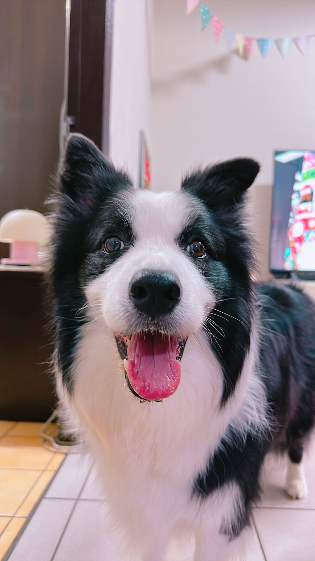 【羊毛毡】拟真边境牧羊犬定制—薛*君专属订单 - 订制抱枕/饰品 - 羊毛 黑色