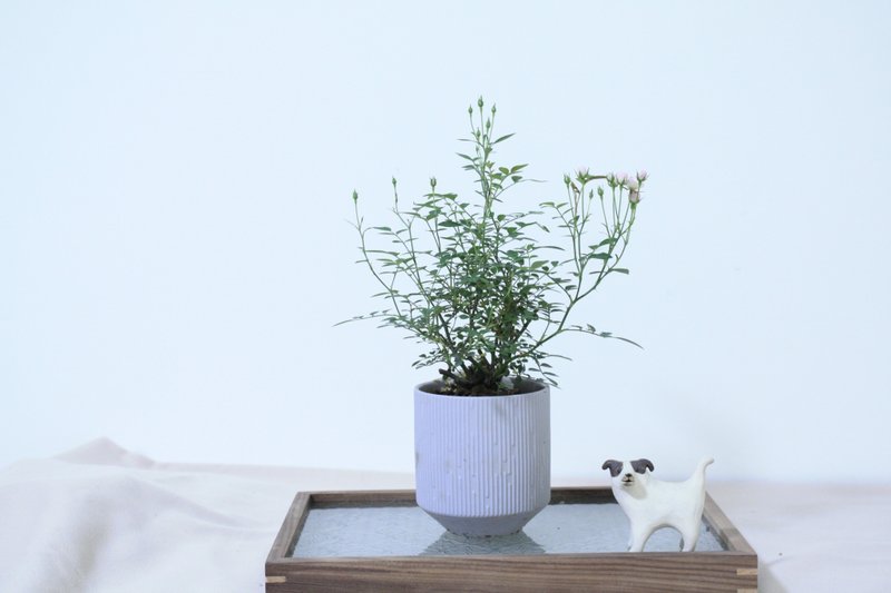 迷你蔷薇 l 玫瑰花 中品盆栽  植栽 礼物 - 植栽/盆栽 - 植物．花 