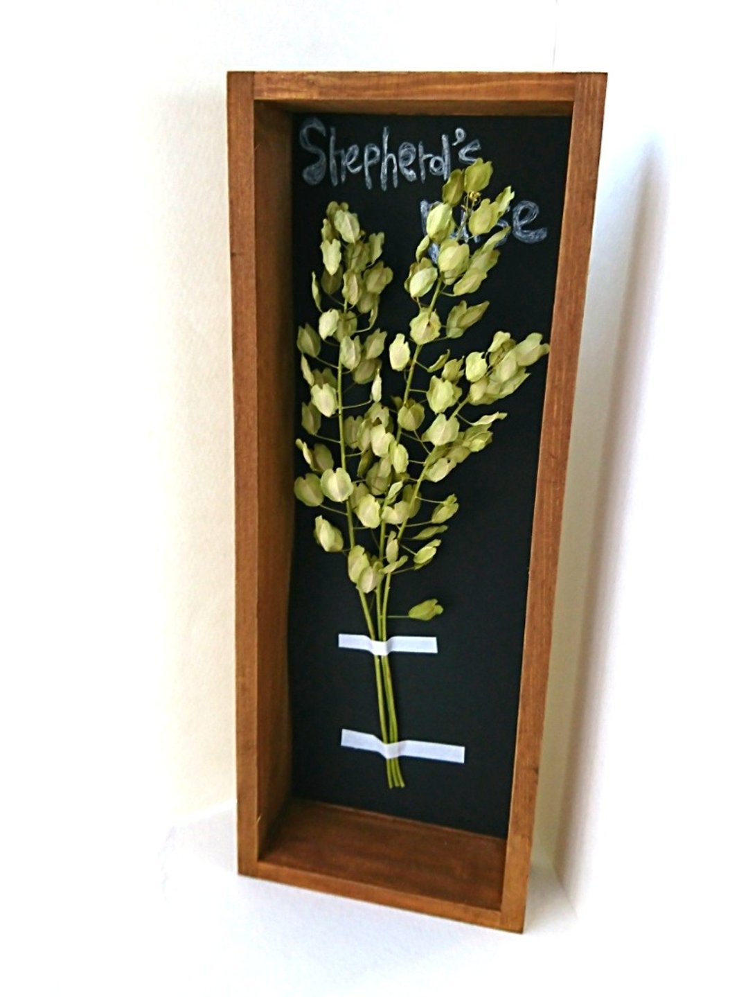 Plant Specimen Box Dry Flower (Nazna version.) - 墙贴/壁贴 - 木头 绿色