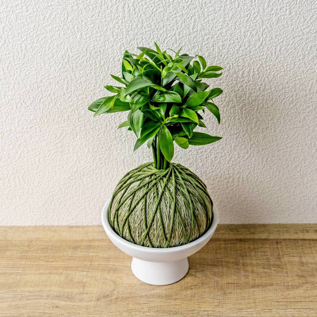 苔球植物 竹柏墨绿苔球加磨砂高脚钵 苔球 苔玉 礼物 送礼 - 植栽/盆栽 - 植物．花 绿色