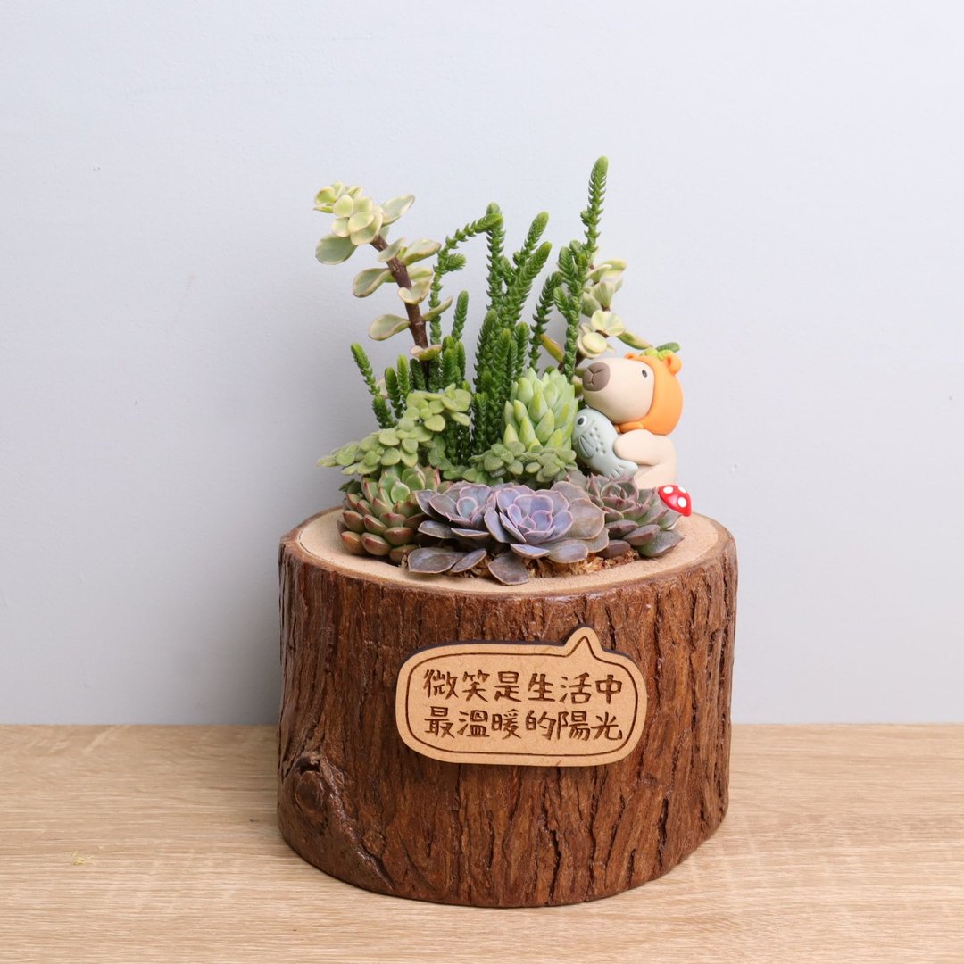 橘子水豚 多肉植物盆栽 字牌定制 | 升官离职生日圣诞交换礼物 - 植栽/盆栽 - 木头 白色